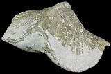 Pyrite Replaced Brachiopod (Paraspirifer) - Ohio #89732-1